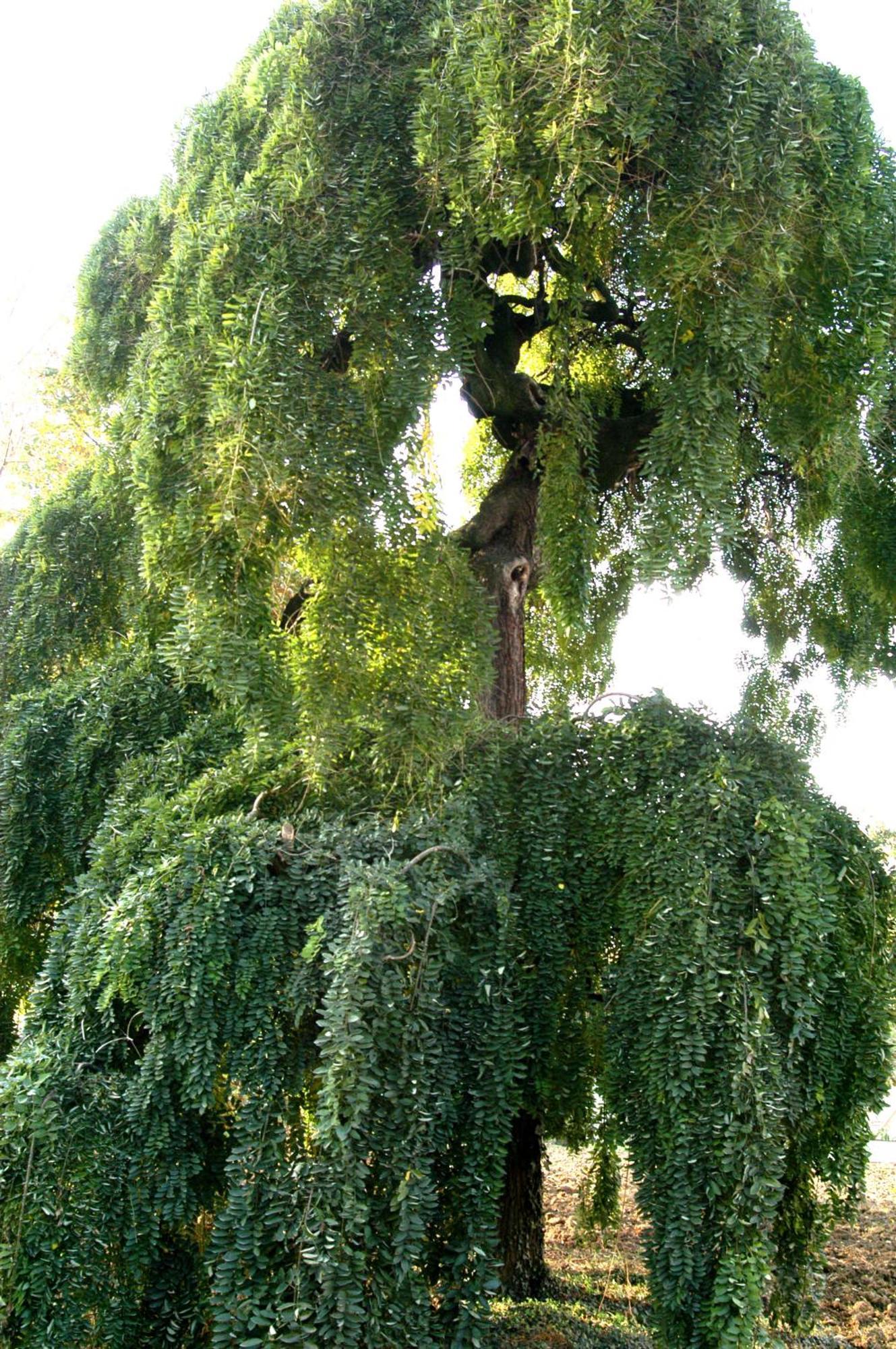 Agriturismo La Sophora Montegaldella Kültér fotó